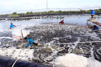 Doanh nghiệp công nghệ mở hướng phát triển mới cho nuôi biển Việt Nam 1 Ảnh minh họa