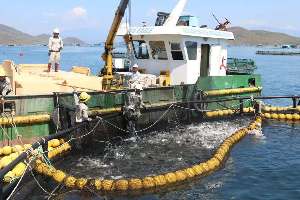 Nuôi biển quy mô công nghiệp trên vịnh Vân Phong, huyện Vạn Ninh. Ảnh: BNEWS