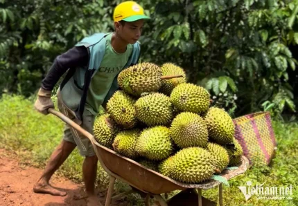 Các phương tiện vận chuyển nông sản sau thu hoạch ở nước ta còn thô sơ. (Ảnh: Tâm An)