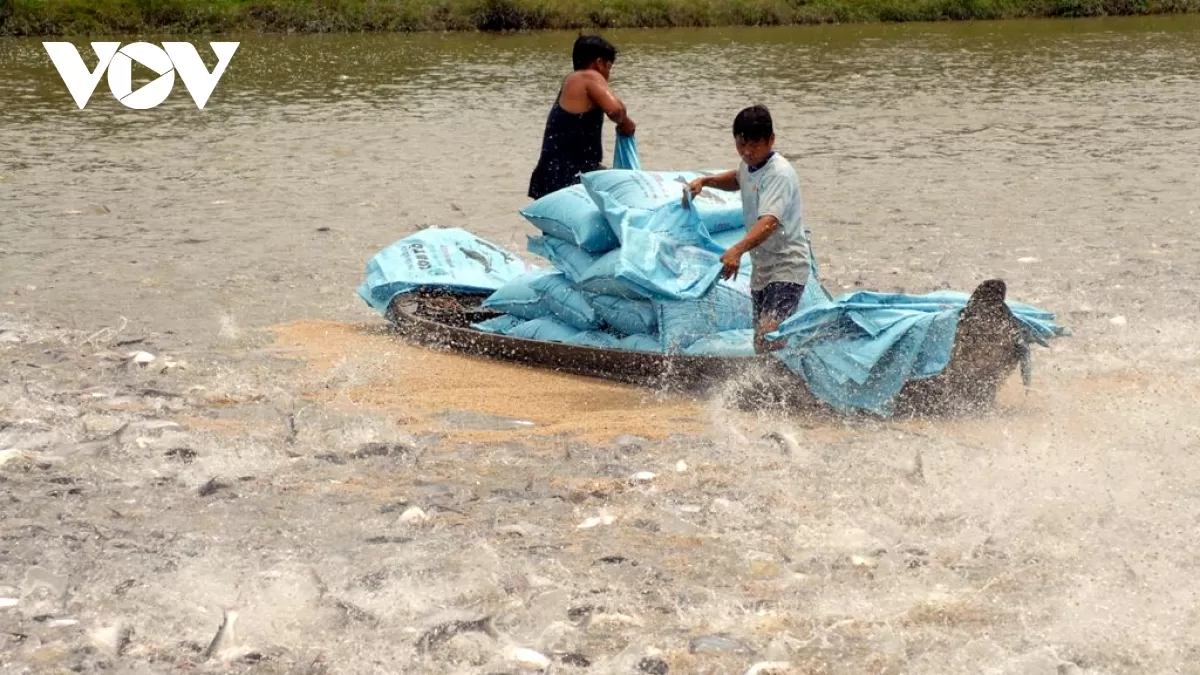 gia ca tra nguyen lieu vung dbscl dang tang gia.jpg