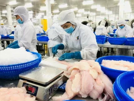 Thị trường Nhật Bản mở rộng nhu cầu với sản phẩm cá tra Việt Nam 2 Ảnh minh họa