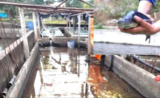 Người nuôi cá tầm lao đao vì giá thấp
