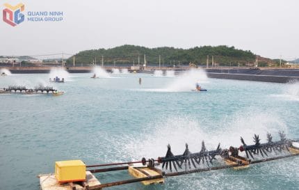 Quảng Ninh sắp xếp vùng nuôi biển phù hợp quy hoạch phát triển thuỷ sản bền vững 2 Khu vực ao nuôi tôm xã Hải Lạng hiện được ứng dụng công nghệ cao để nuôi tôm nhiều giai đoạn ngoài trời.