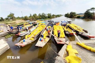Thu mua lúa gạo tại Đồng bằng sông Cửu Long. (Ảnh: TTXVN)