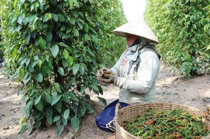 Dự báo giá tiêu toàn cầu sẽ tăng trong nửa cuối năm. Ảnh minh họa: IT.