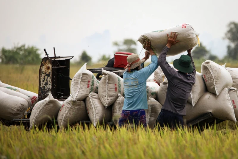 Giá gạo chịu áp lực giảm vì Philippines ngưng nhập khẩu 1 Thu hoạch lúa ở miền Tây. Ảnh: Thủy Tiên
