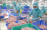 Thị trường nội địa: Một phần không thể thiếu trong chiến lược phát triển bền vững ngành cá tra