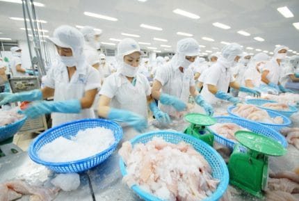Xuất khẩu cá tra của Việt Nam 7 tháng đầu năm 2025 đạt 1,2 tỷ USD, tăng 11,1% so với cùng kỳ năm ngoái. Ảnh: Hồng Thắm.