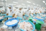 Xuất khẩu cá tra của Việt Nam 7 tháng đầu năm 2025 đạt 1,2 tỷ USD, tăng 11,1% so với cùng kỳ năm ngoái. Ảnh: Hồng Thắm.