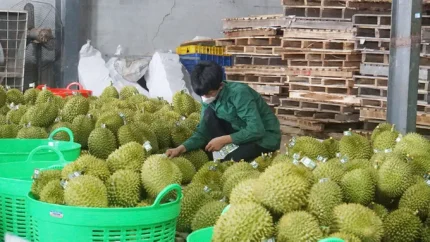 Một vựa thu mua sầu riêng tại xã Krông Pắc (tỉnh Đắk Lắk) tập kết hàng để chuẩn bị xuất khẩu