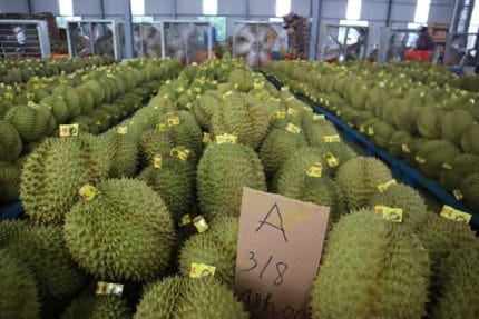Thủ tướng yêu cầu tăng cường truy xuất nguồn gốc, đảm bảo chất lượng nông, lâm, thủy sản xuất khẩu. Trong ảnh, sầu riêng được phân loại hàng A, B. Ảnh: Thanh Quỳnh