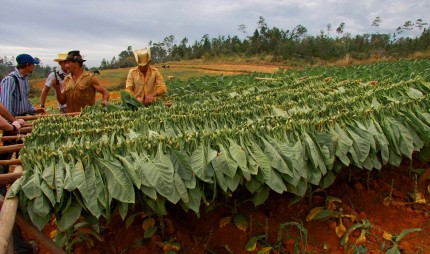 Những lá thuốc lá được mang đi phơi khô trước khi làm xì gà ở Cuba. Ảnh minh họa