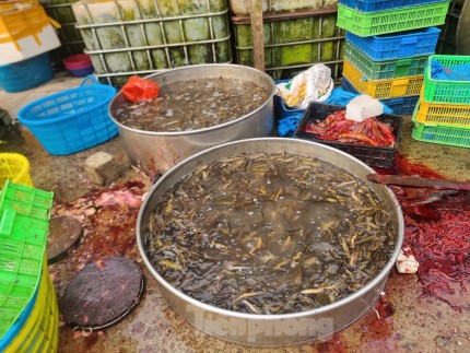 Lươn được làm ruột vứt ngay tại sàn. Cá rô phi chết nằm ngay bồn cá ở chợ thuỷ sản La Khê.