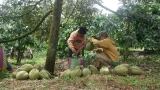 Nông dân ở xã Ea Knuếch (tỉnh Đắk Lắk) thu hoạch sầu riêng