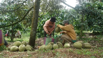 Nông dân ở xã Ea Knuếch (tỉnh Đắk Lắk) thu hoạch sầu riêng