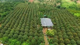 Nhà vườn ở xã Krông Pắc (tỉnh Đắk Lắk) vào vụ thu hoạch sầu riêng. Ảnh: ĐỨC TRUNG