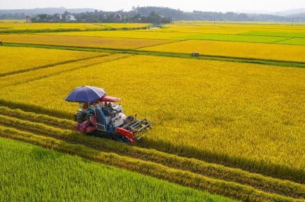 Việt Nam thành cường quốc xuất khẩu nông sản, nhiều mặt hàng dẫn đầu thế giới 1 Không chỉ nằm trong top đầu thế giới về xuất khẩu, Việt Nam còn hướng đến sản xuất gạo xanh phát thải thấp. Ảnh: Báo QB