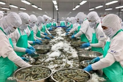 Việc áp dụng bộ tiêu chuẩn ASC mới đang khiến nhiều doanh nghiệp và hộ nuôi trồng thủy sản Việt Nam gặp khó khăn do những quy định chưa phù hợp với thực tiễn sản xuất. 