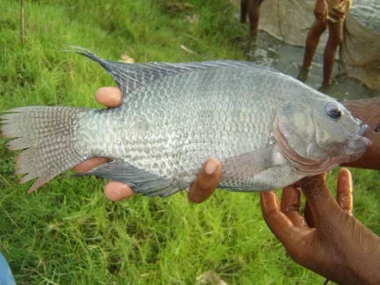 Hình ảnh minh họa