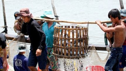 Thu hoạch cá tra tại phường Hồng Ngự, tỉnh Đồng Tháp.