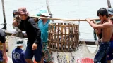 Thu hoạch cá tra tại phường Hồng Ngự, tỉnh Đồng Tháp.