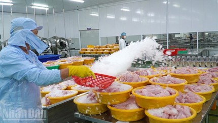 Chủ động các giải pháp phát triển ngành hàng cá tra 1 Chế biến cá tra xuất khẩu tại một doanh nghiệp thuộc phường Sa Đéc, tỉnh Đồng Tháp. (Ảnh: HỮU NGHĨA)