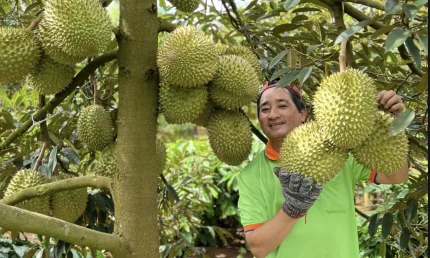 Sầu riêng ở khu vực miền Tây sắp hết vụ thu hoạch. Ảnh: Mạnh Khương
