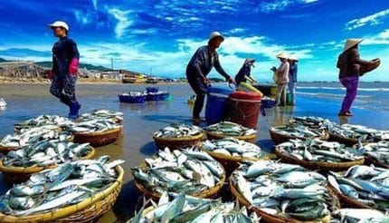 Tại các kênh phân phối hiện đại, thủy sản nội địa mới chiếm 60–70% - Ảnh minh họa