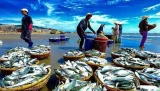Tại các kênh phân phối hiện đại, thủy sản nội địa mới chiếm 60–70% - Ảnh minh họa