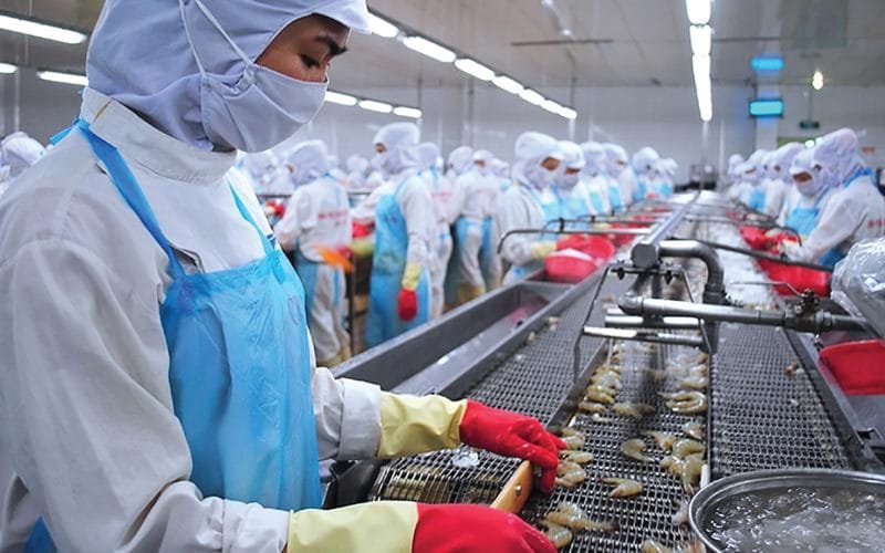 Cuộc “tập dượt” của thủy sản 1 Dây chuyền chế biến tôm xuất khẩu tại Công ty Minh Phú.