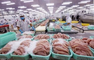 Cá tra xuất khẩu đáp ứng được hàng loạt tiêu chuẩn khắt khe nhất thế giới nhưng bị yếu thế ngay trên sân nhà.