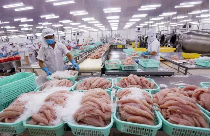 Cá tra xuất khẩu đáp ứng được hàng loạt tiêu chuẩn khắt khe nhất thế giới nhưng bị yếu thế ngay trên sân nhà.
