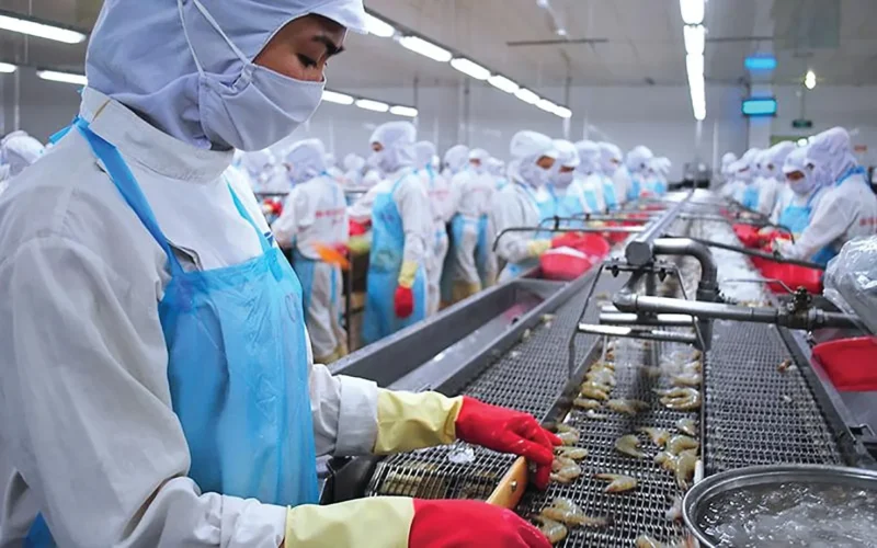 Dây chuyền chế biến tôm xuất khẩu tại Công ty Minh Phú.