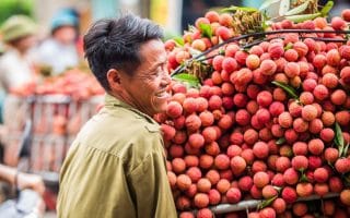 Vải thiều Thanh Hà (Hải Phòng) đã được xuất khẩu đi nhiều nước trên thế giới.