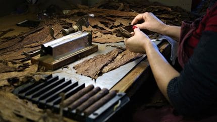 Một mặt hàng đóng góp lớn vào GDP của Cuba khiến thế giới "mê như điếu đổ", hơn 150 nước đặt mua 2 Xì gà Cuba được làm công phu, đặc biệt là kỹ thuật cuốn xì gà đồi hỏi sự tập trung cao độ. Ảnh minh họa
