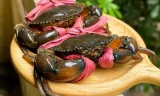 xuat khau cua ghe viet nam lap dinh.jpg