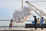 Gạo Việt Nam tăng tốc xuất khẩu, chinh phục thị trường EU với giá trị cao