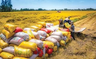 Xuất khẩu gạo gặp khó trong quý 3 năm 2025