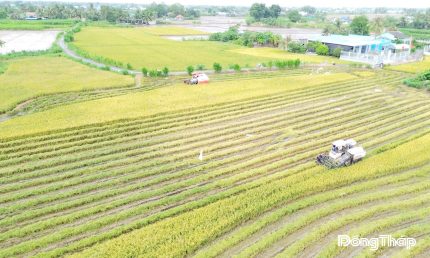 Giá lúa đang thấp khiến nông dân chật vật.