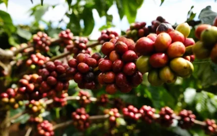 Nông dân có thể đổi đời từ loại hạt "245 tỷ USD": Bí quyết nằm ở chỗ "trồng dưới bóng râm" 1 Nông dân trồng cà phê có thể tăng thêm thu nhập nhờ trồng cà phê dưới bóng râm. Ảnh minh họa: Carbon Credits