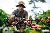 Nông sản Lâm Đồng đã có mặt tại nhiều nước trên thế giới - Ảnh: NGUYỄN KHÁNH