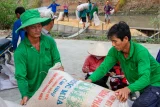Nông dân Cần Thơ thu hoạch lúa. Ảnh: Thanh Trần