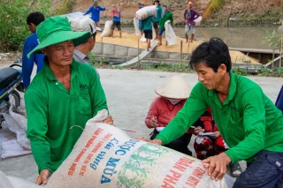 Nông dân Cần Thơ thu hoạch lúa. Ảnh: Thanh Trần