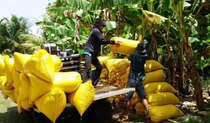 Thủ tướng yêu cầu triển khai nhanh việc hoàn thuế giá trị gia tăng để tạo điều kiện cho thương nhân kinh doanh xuất khẩu gạo. Ảnh: Phương Anh