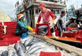 Quyết định của Mỹ có thể gây ảnh hưởng lớn tới ngành xuất khẩu thủy sản và ngư dân - Ảnh: N.HOÀNG