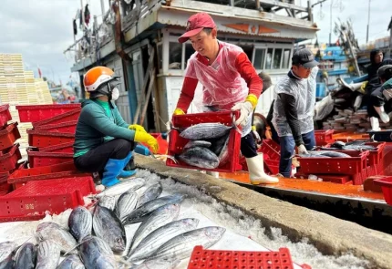 Quyết định của Mỹ có thể gây ảnh hưởng lớn tới ngành xuất khẩu thủy sản và ngư dân - Ảnh: N.HOÀNG