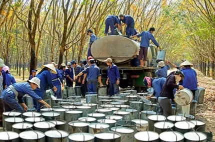 Tháng 8/2025, Việt Nam xuất khẩu 216,6 nghìn tấn cao su với trị giá 359,3 triệu USD.