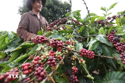 Xuất khẩu cà phê Việt Nam 10 tháng năm 2025 tăng trưởng khả quan 1 Thu hoạch càphê của Công ty Càphê 706 (Tổng Công ty Càphê Việt Nam) ở Ia Grai (Gia Lai). (Ảnh: Vũ Sinh/TTXVN)