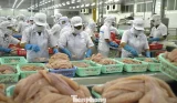 Chế biến cá tra xuất khẩu ở ĐBSCL. Ảnh: CK.