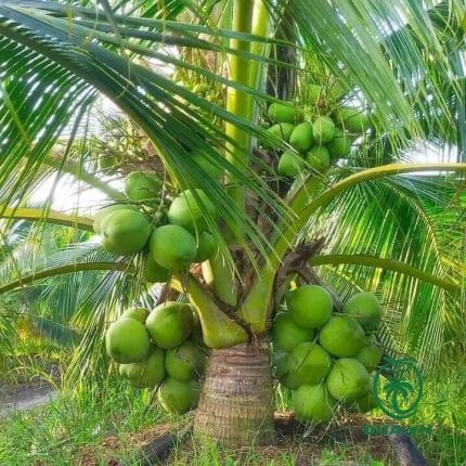 Việt Nam nằm trong top 5 thế giới về xuất khẩu dừa 1 Việt Nam hiện đứng thứ 4 trong số các nước xuất khẩu dừa tại châu Á - Thái Bình Dương và thứ 5 thế giới. Nguồn: Internet.